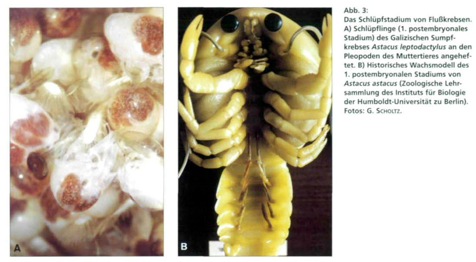 Close-up of a juvenile Steinkrebs crayfish in the Neckar river as documented for the Para Sites research-artistic project