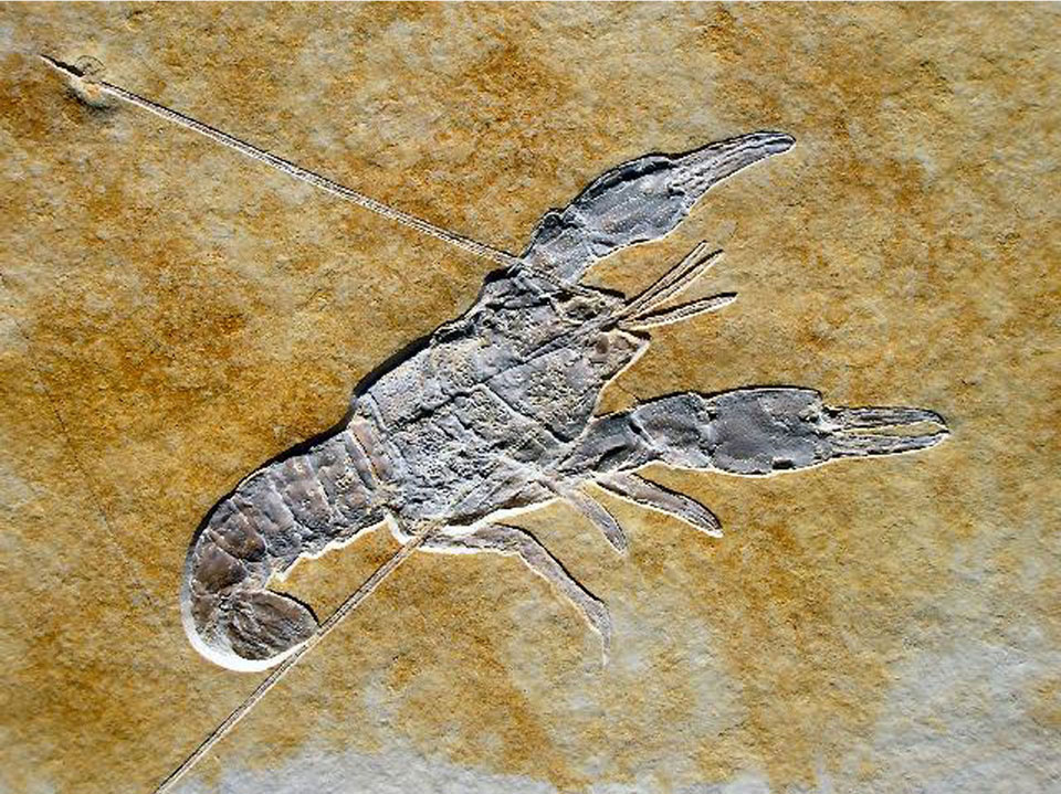 Adult Steinkrebs crayfish observed in the Neckar river for the Para Sites amphibious platform research