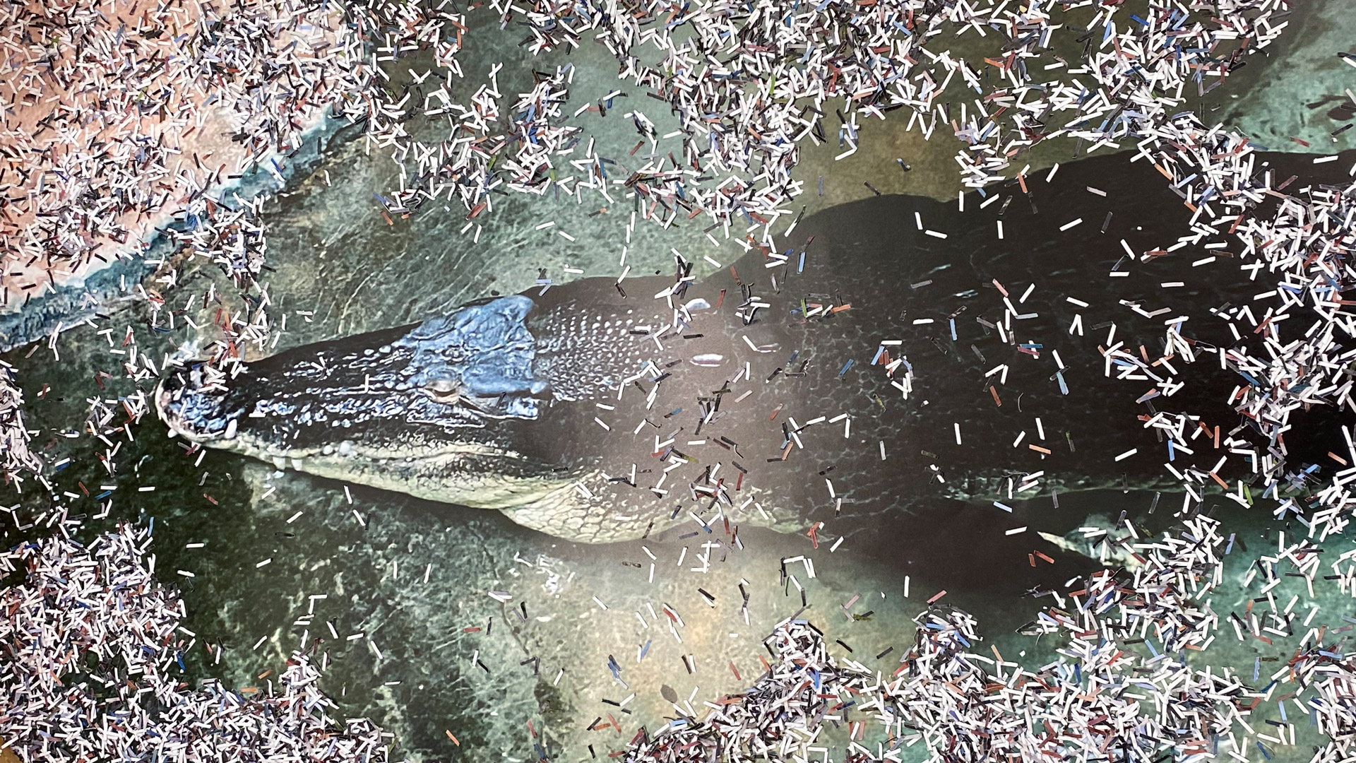 Flying Carpet Shop detail showing crocodile picture, installation artwork by Marvin Flores Unger, contemporary art project in Hamburg